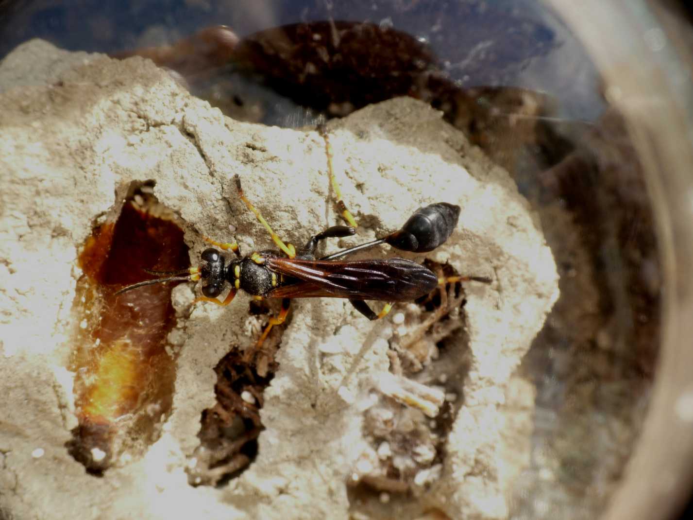Chi la fa l''aspetti... Sceliphron vs Acroricnus